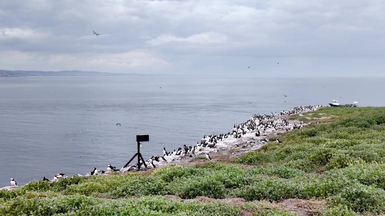 Livlig koloni af lomvier, der trives på de barske klipper på Inner Farne Island, et betydningsfuldt havfuglereservat