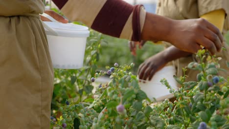 Workers-picking-blueberries-in-blueberry-farm-4k