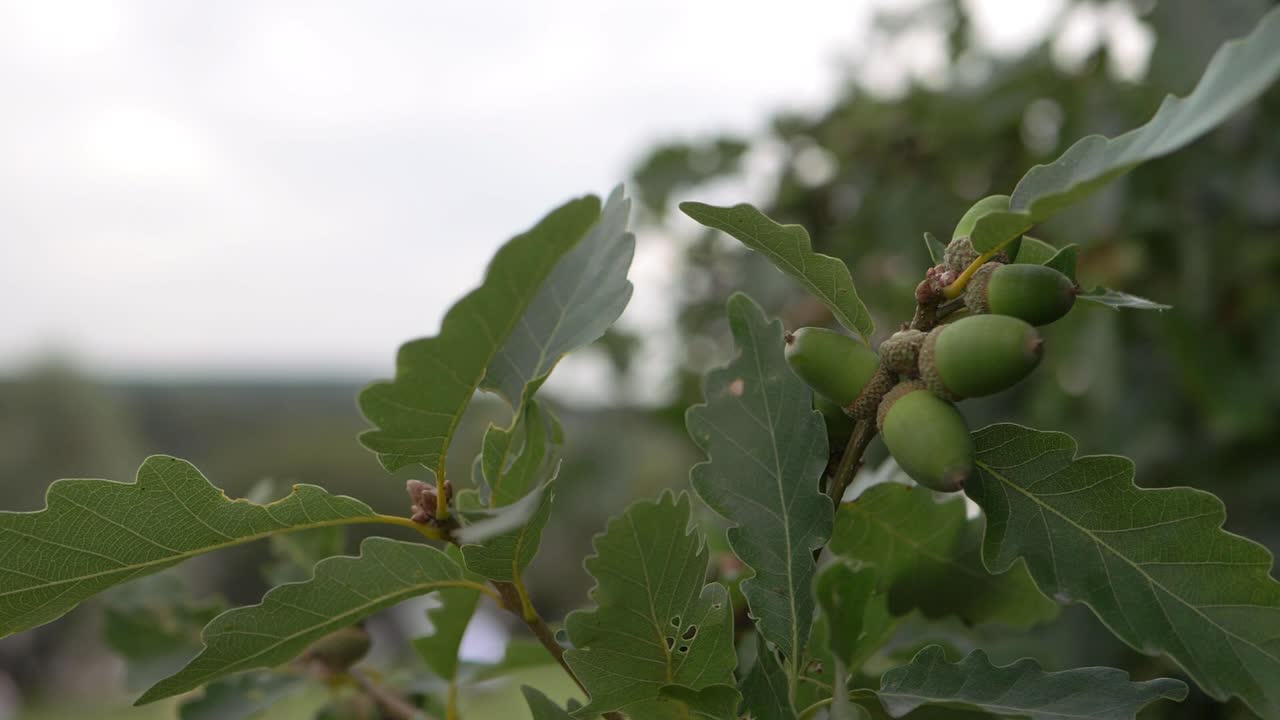 Acorns growing on an Oak tree in late summer