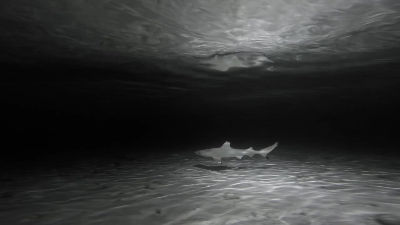 Underwater tracking shot follows a blacktip reef shark gliding above a rippled sandy seabed in a shallow Maldives lagoon, illuminated by a camera light at night.