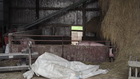 medium shot of hay and pigs inside a barn