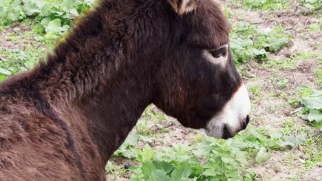 video shoot of donkey, it stands gracefully outdoors, quietly observing its surroundings