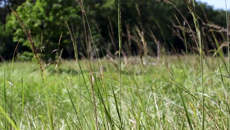 hay and grass moving in the summer wind on a field in the woods