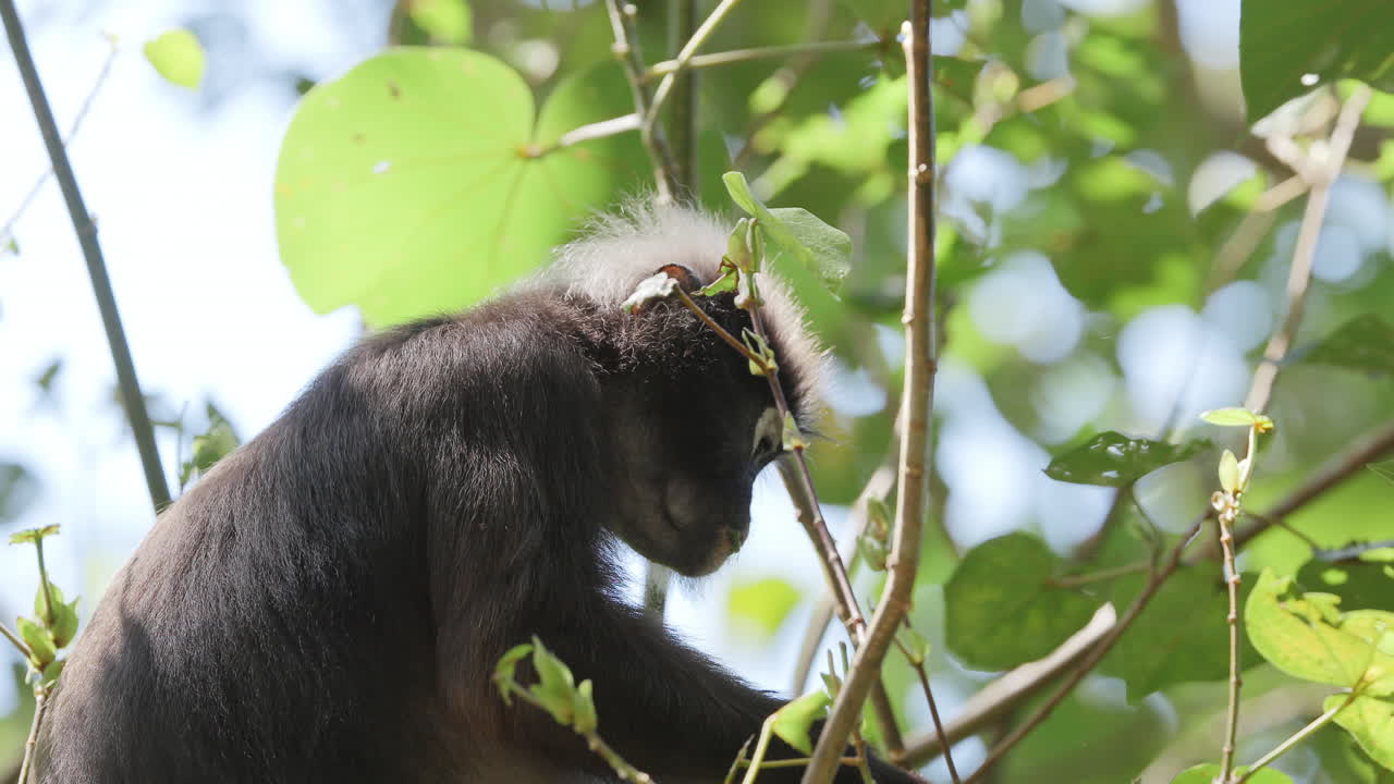 dusky leaf monkeys filmed in langkawi island, malaysia