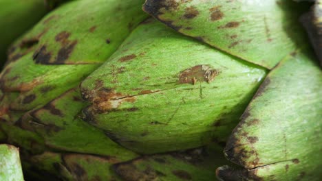 primer plano de las alcachofas frescas