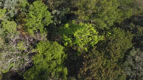 High-angle-aerial-drone-shot-of-houses-surrounded-by-nature-in-the-middle-of-the-national-park-of-Reserva-Natural-Urbana-'Rincón-Nazarí