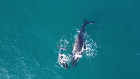 el recién nacido bebé ballena jorobada nada juguetón bajo su madre mientras flota en las aguas azules del océano