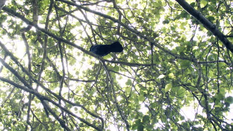 Medium,-slow-motion,-low-angle-shot-of-a-crow-walking-on-a-tree-branch