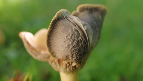 una foto de cerca de un hongo amarillo llamado chanterelles que se mueve en el viento en un día soleado de octubre