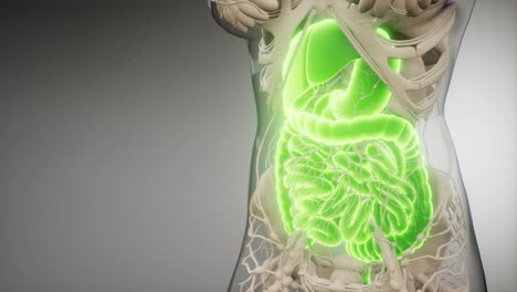 human digestive system parts and functions