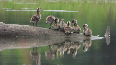 pato silbador - pollitos nuevos en el área del estanque