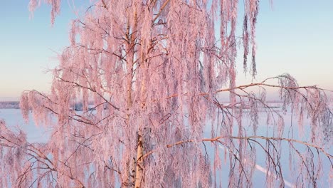 Abedul-Escarchado-En-Un-Día-Soleado-Y-En-Una-Temporada-De-Invierno-Nevada,-Toma-Aérea-De-Primer-Plano