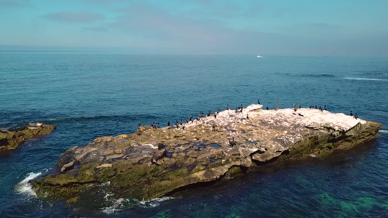 Static shot of a sea lion lying on a rock in the Pacific ocean in San Diego. Sea birds nearby. Darkening sky on the horizon. 4K shot by Mavic pro 2.
