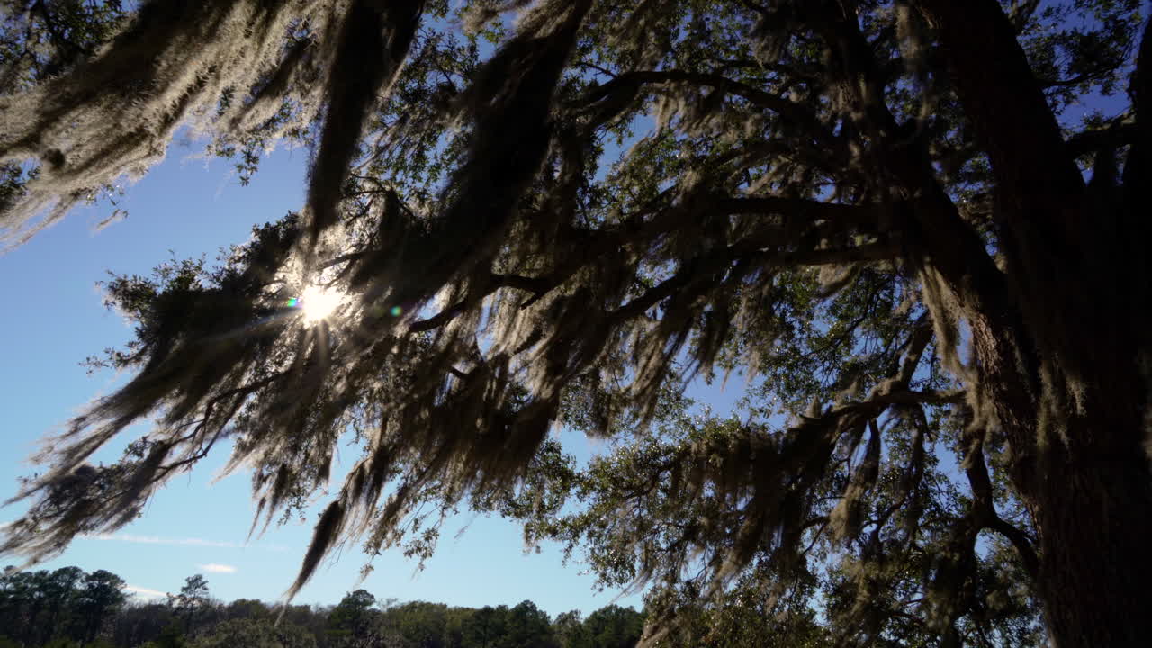 la luz del sol a través del musgo español colgando de un roble acuático en una plantación costera y reserva natural en las tierras bajas de carolina del sur en un día despejado.