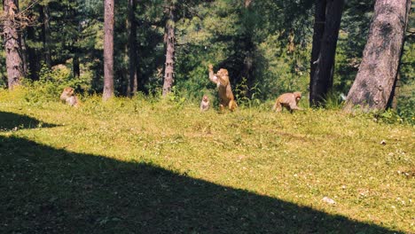 Monos-Marrones-Relajándose-En-La-Hierba-Al-Borde-Del-Bosque-En-Un-Día-Soleado