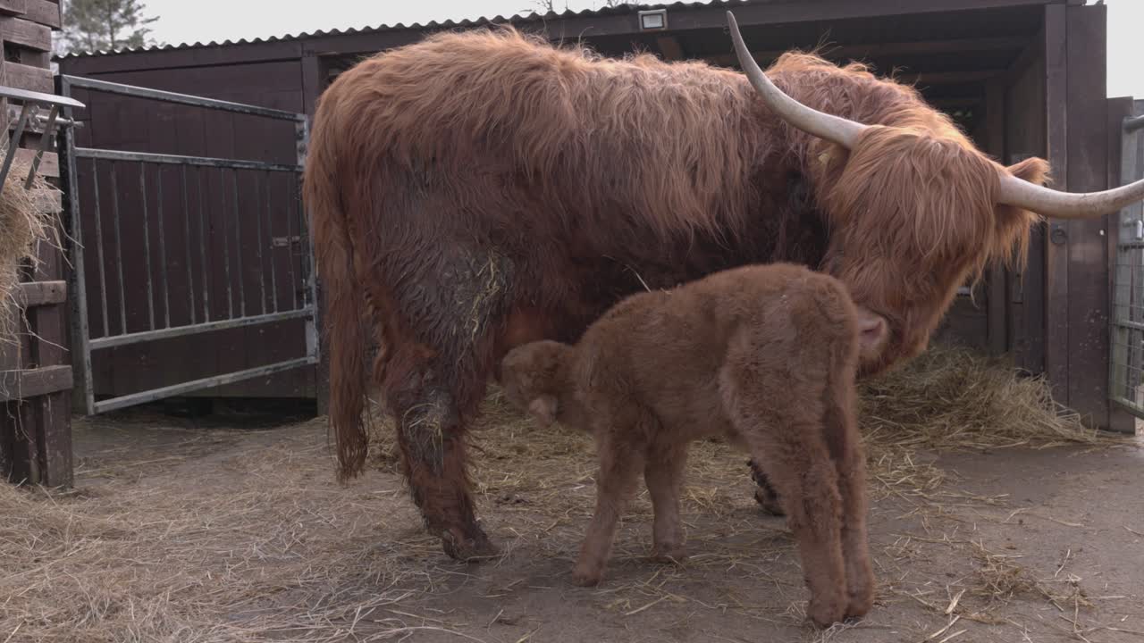 Primo piano di un vitello di mucca delle Highland che beve il latte direttamente dalla mammella della madre.
