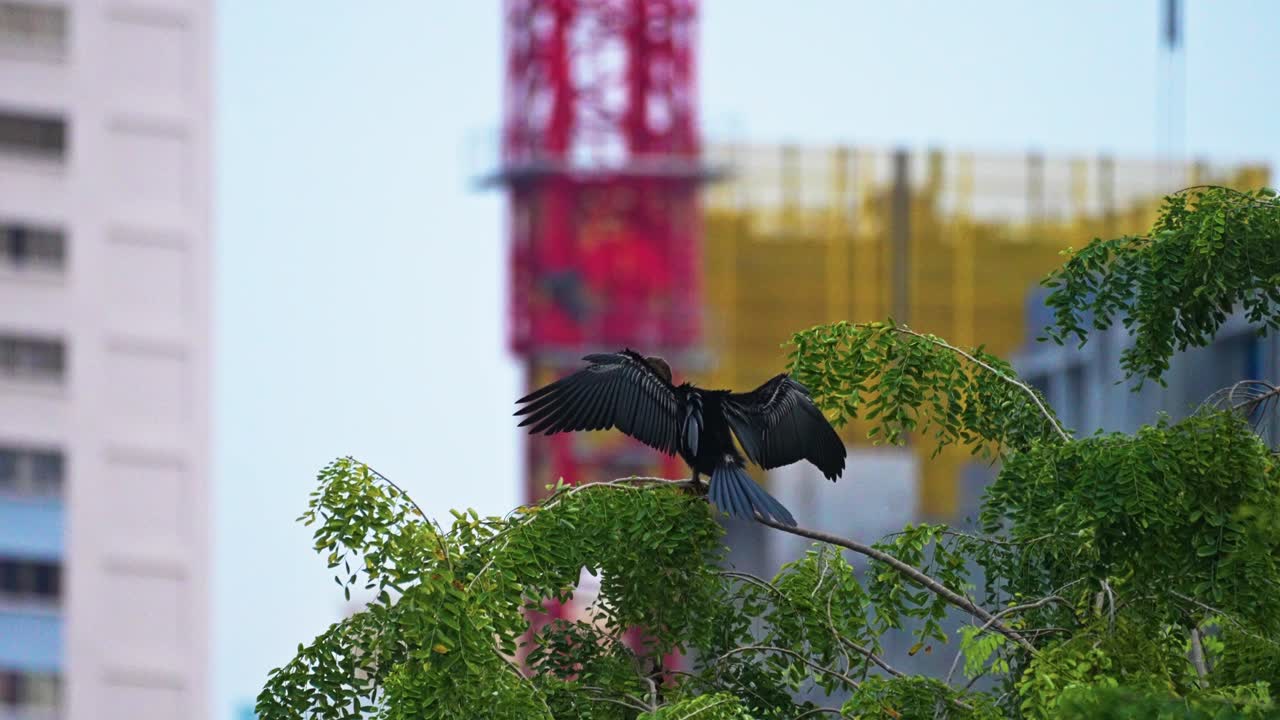 Pato Aguja Oriental en la cima de un árbol con arquitectura de fondo. Toma con enfoque selectivo