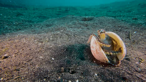 pulpo de coco descansando dentro de una almeja semiabierta en el fondo marino arenoso con agua azul en el fondo