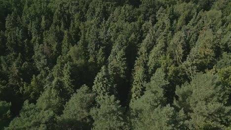 Imágenes-Aéreas-De-Las-Copas-De-Los-Pinos,-El-Sol-Arrojando-Una-Hermosa-Luz-Sobre-El-Follaje-Del-Bosque-Siempre-Verde