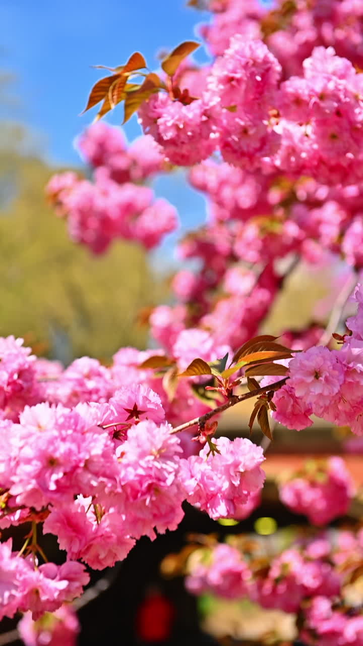 Cherry blossoms in full bloom in Central Park