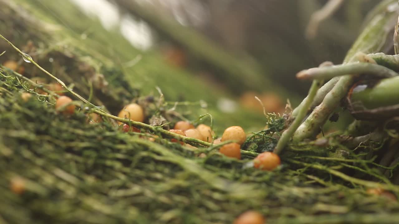 사용중인 난초 화학 비료의 클로즈업 영상