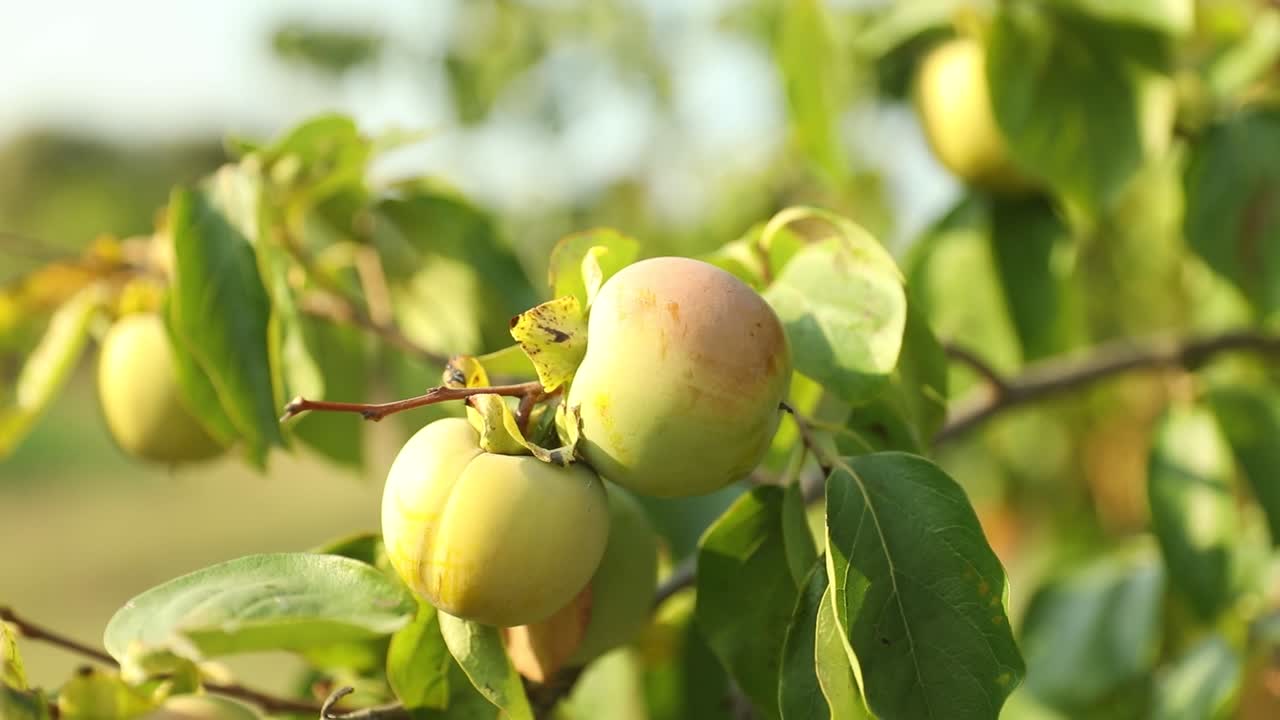 palma inmadura en el árbol. palma verde