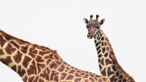 Jirafa-Con-Fondo-Blanco-En-El-Parque-Nacional-Serengeti-En-Tanzania-En-áfrica,-Manada-De-Jirafas-En-Un-Safari-De-Animales-Salvajes-Africanos-En-Un-Safari