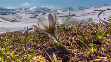 A-flower-blooms-at-sunrise-and-closes-at-sunset-at-a-snowy-ski-slope---all-day-time-lapse