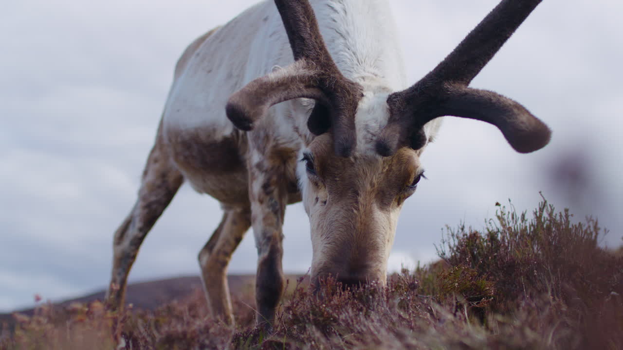 rano macho pastando en los cairngorms, escocia con la colorida tundra en el fondo, slomo de primer plano