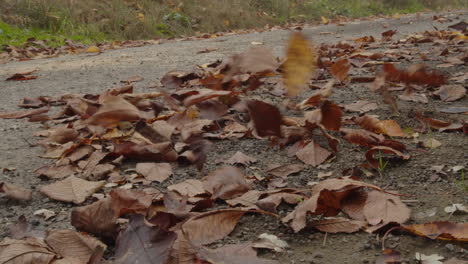 leaves flying behind car in slow motion, wheels or tires closeup view, autumn season