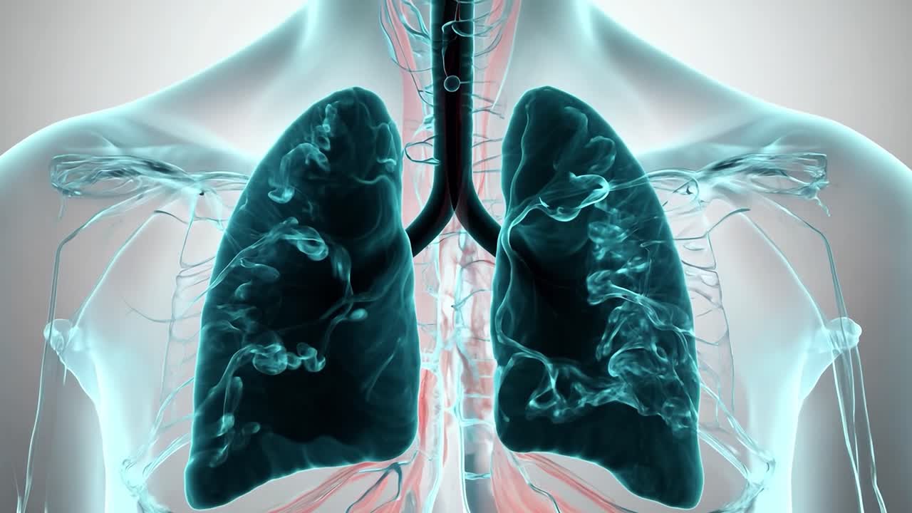 ilustración en 3d de los pulmones humanos