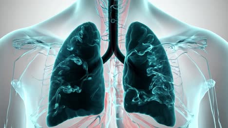 3d illustration of human lungs