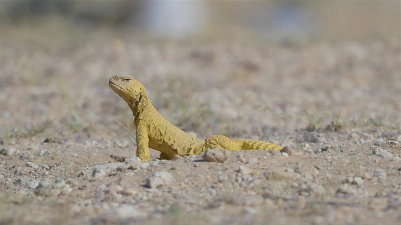 A small yellow spiny tailed lizard scurries low across stony desert ground, captured mid-run in a shallow depth-of-field, ground-level shot.