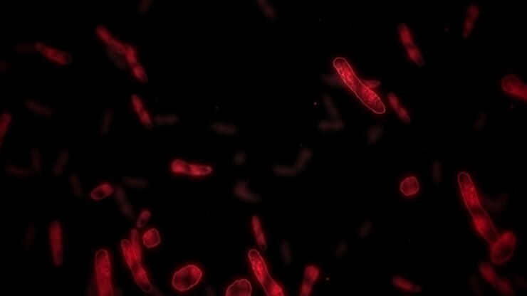 Cellula virale in forma lineare. Virus patogeni che causano infezione. Animazione in loop di virus umano. Microrganismo batterico. Epidemia di malattia virale