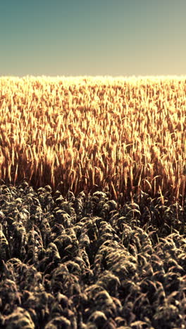 golden wheat field at sunset