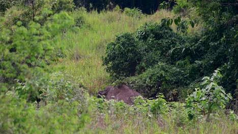 Los-Elefantes-Asiáticos-Son-Especies-En-Peligro-De-Extinción-Y-También-Son-Residentes-De-Tailandia