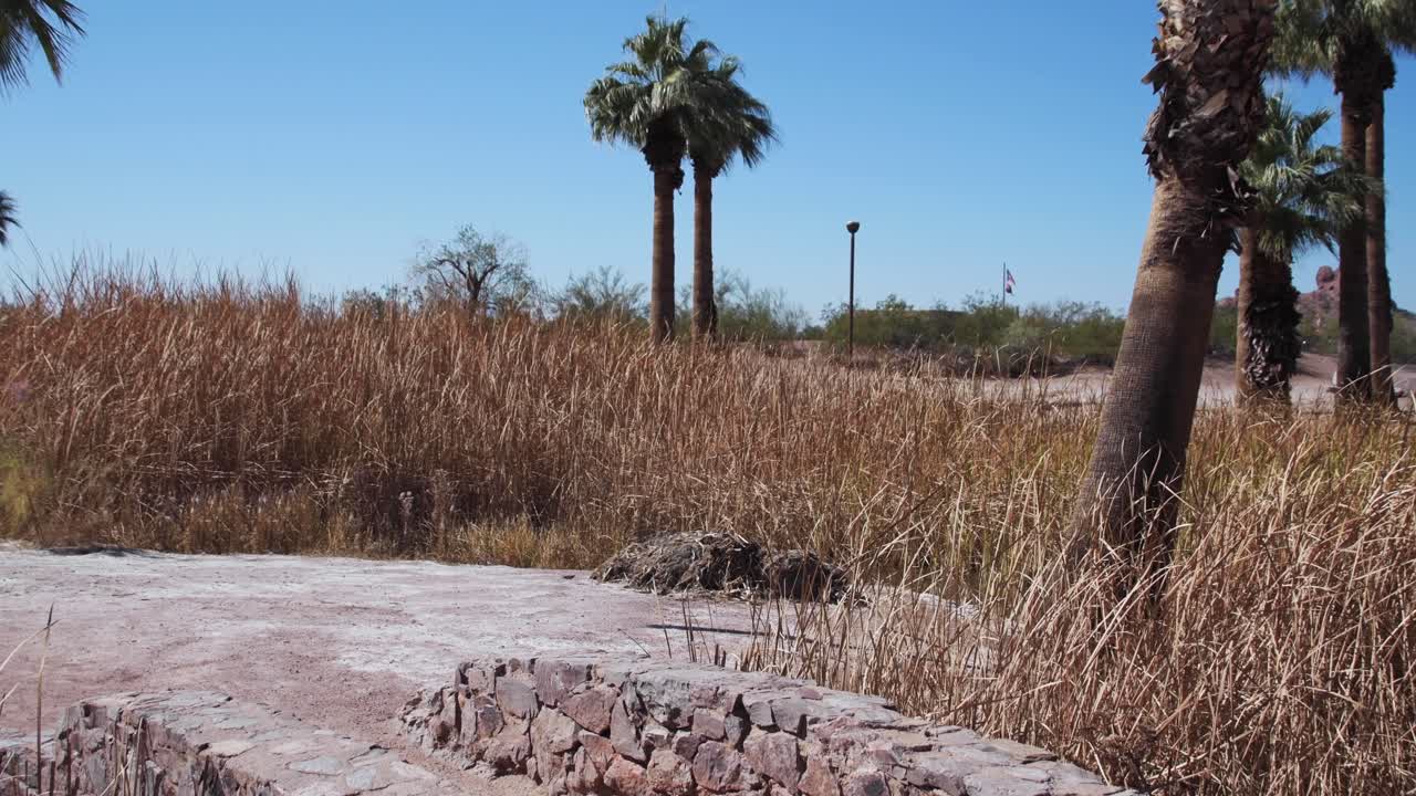un pequeño puente de piedra conduce a una isla rodeada de juncos y palmeras, papago park, phoenix, arizona