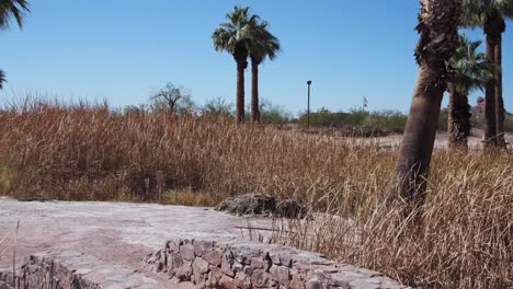 a small stone bridge leads to an island surrounded by reeds and palm trees, papago park, phoenix, arizona