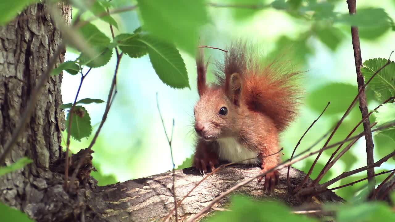 Close up of a red squirrel sitting on a tree branch surrounded by green leaves