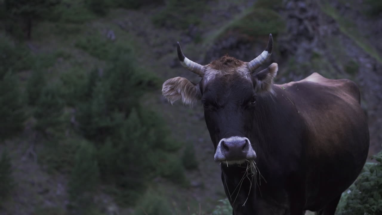 산의 목초지에 있는 소