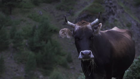 vacas en pastos de montaña