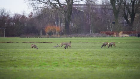 herd of roe deer grazing in grass field in city park in netherlands