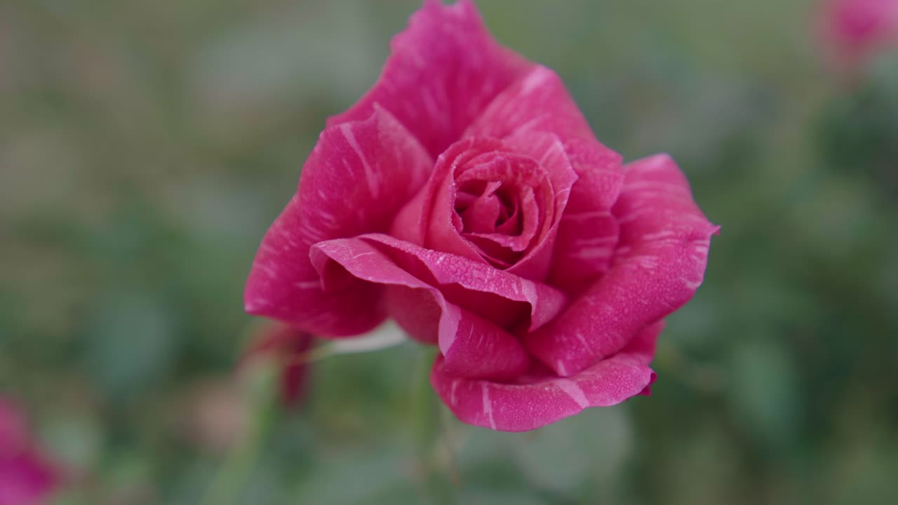 Rosas de varios colores han florecido en el jardín