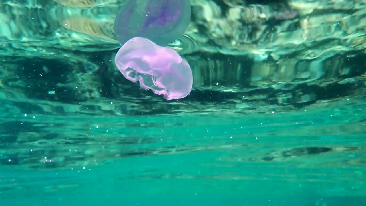 다채로운 열대 산호초