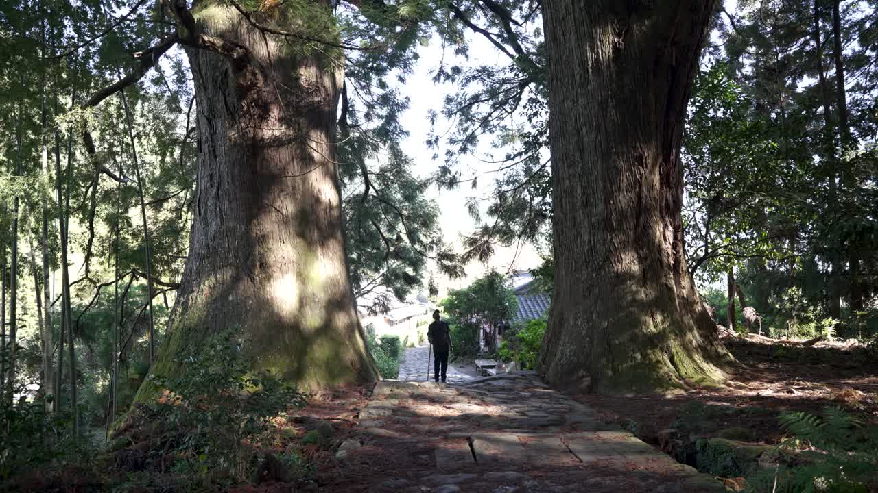 Tourist walking up the stone path of Kumano Kodo Trail between two large and ancient trees, nachi, Japan