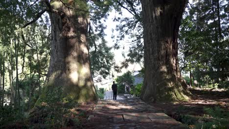tourist walking up the stone path of kumano kodo trail between two large and ancient trees, nachi, japan