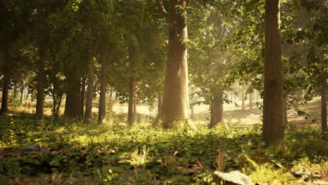 a sunny morning in a lush forest