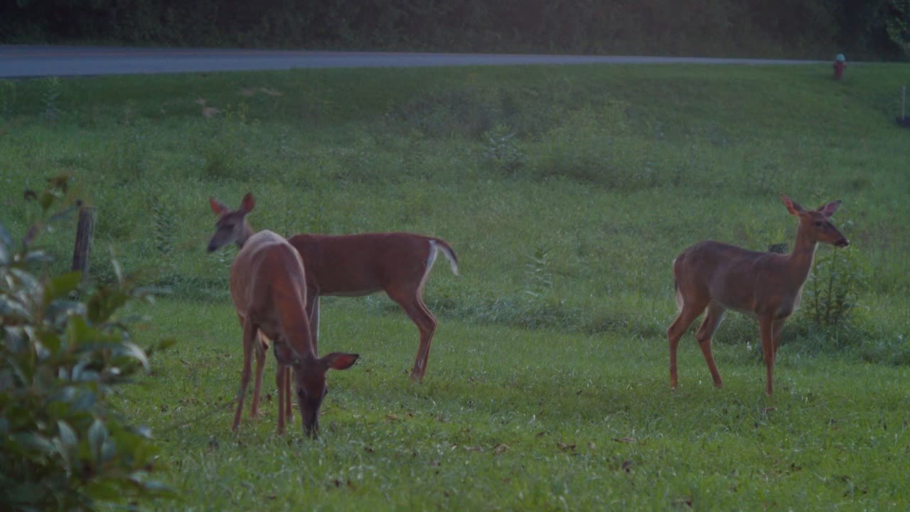 꼬리를 흔들고 도로 근처에서 조심스럽게 방목하는 세 마리의 어린 흰 꼬리 사슴