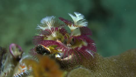 red and white christmas tree worm on tropical coral reef