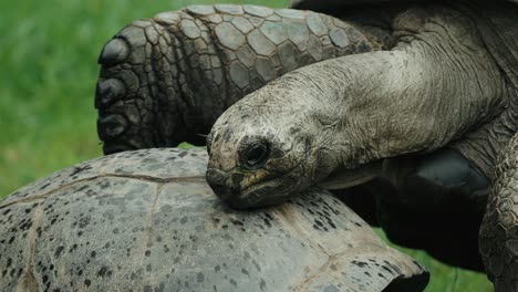 Zwei-Schildkröten-Auf-Gras,-Die-Versuchen,-Sich-Miteinander-Zu-Paaren